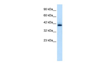 HEXIM1 Antibody