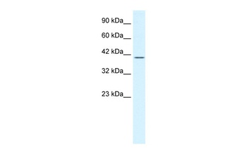 POU2F2 Antibody