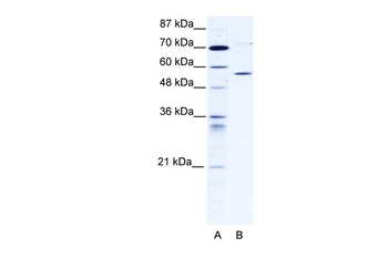 CCT4 Antibody