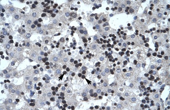SMARCB1 Antibody