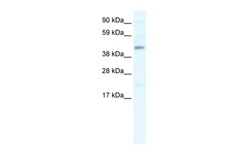 SMARCB1 Antibody