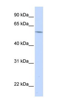 A1BG Antibody