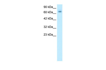 PARP2 Antibody