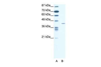 FOXL2 Antibody
