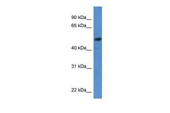 SOX5 Antibody