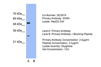 SOX5 Antibody