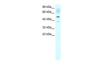 ACAT2 Antibody