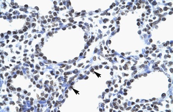 MYEF2 Antibody