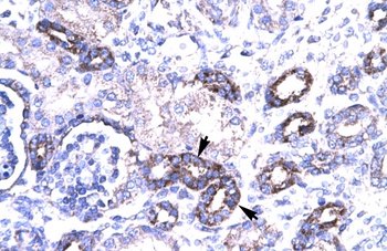 PAWR Antibody