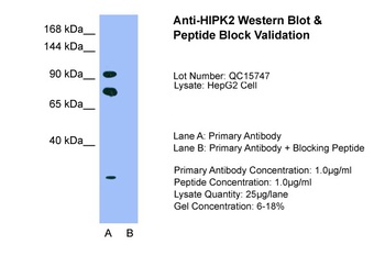 HIPK2 Antibody