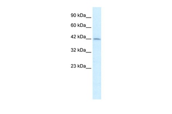 PAX3 Antibody