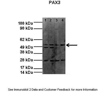 PAX3 Antibody
