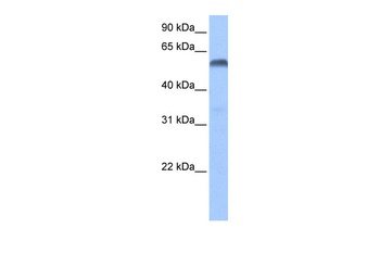 PAX3 Antibody