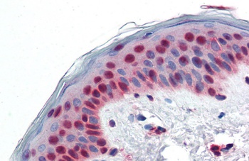 PAX7 Antibody