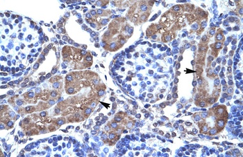 PAX7 Antibody