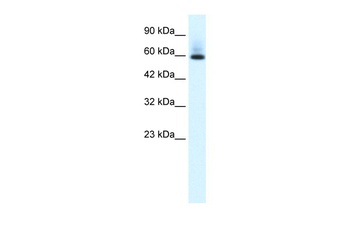 PAX7 Antibody
