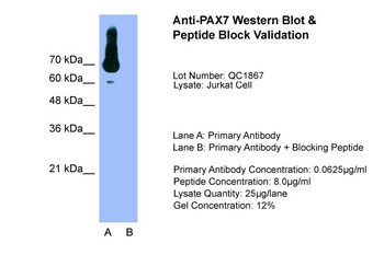PAX7 Antibody