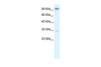 AHR Antibody