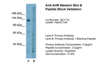 AHR Antibody