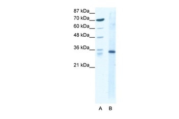 KLF3 Antibody