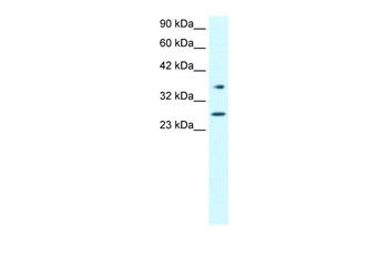 FOXA3 Antibody