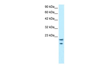 MYCBP Antibody