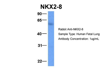 NKX2-8 Antibody