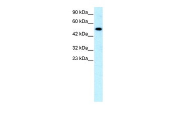 NR5A1 Antibody