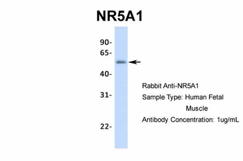 NR5A1 Antibody