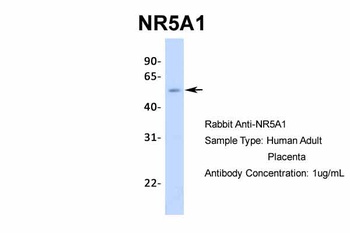 NR5A1 Antibody