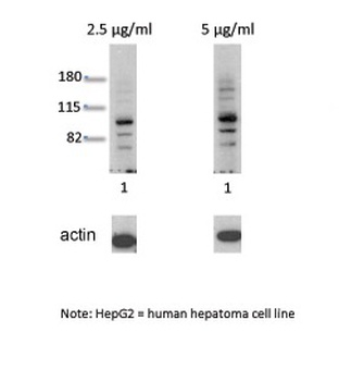 AHR Antibody