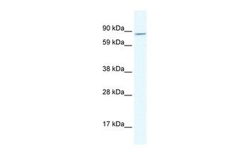 AHR Antibody