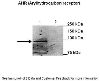 AHR Antibody