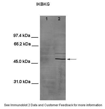IKBKG Antibody