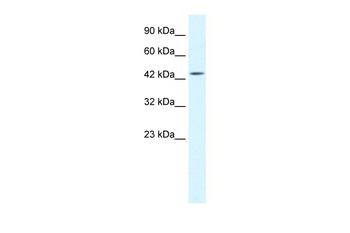 IKBKG Antibody