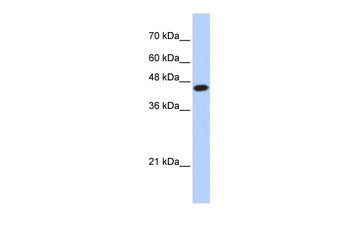 E2F1 Antibody