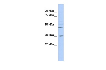 BPNT1 Antibody