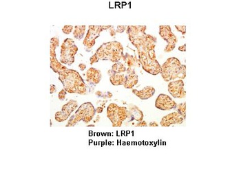 LRP1 Antibody