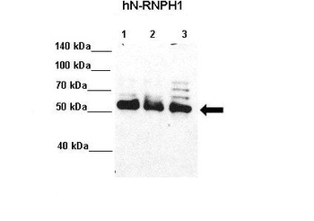 HNRPH1 Antibody