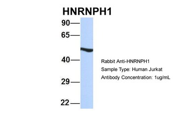 HNRPH1 Antibody