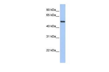 GSR Antibody