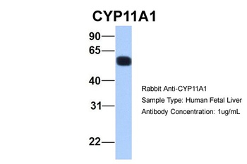 CYP11A1 Antibody