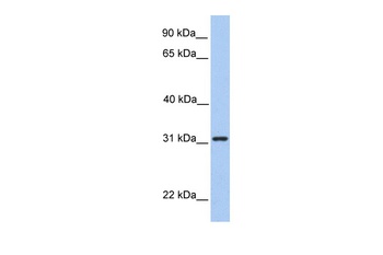 SRPRB Antibody