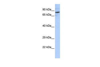 SPTLC2 Antibody
