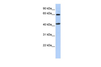GATM Antibody