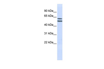 PIGQ Antibody