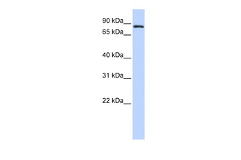 TFR2 Antibody