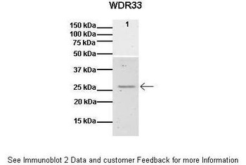 WDR33 Antibody