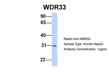 WDR33 Antibody