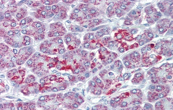 SLC39A5 Antibody